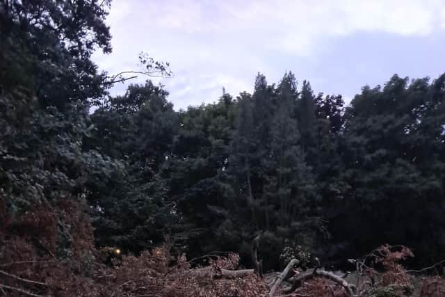Tree fall Berry Hill Park - Picture Martin Killick