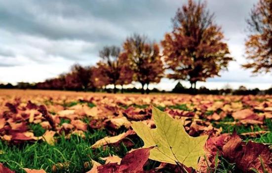 A carpet of crunchy leaves on a park from @shivneel1604