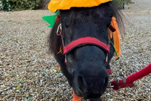 What a treat! Buttons in fancy dress during his Halloween trick and treat round Bilsthorpe