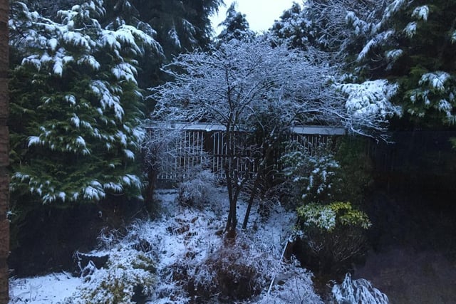 Snow decorated this garden in Giffnock, East Renfrewshire, creating a magical festive look (Photo: Karen Johnston).