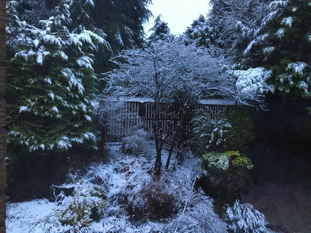 Snow decorated this garden in Giffnock, East Renfrewshire, creating a magical festive look (Photo: Karen Johnston).