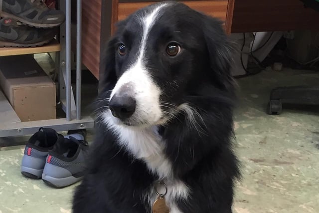 Border collie Sky, owned by Andrew O'Donnell