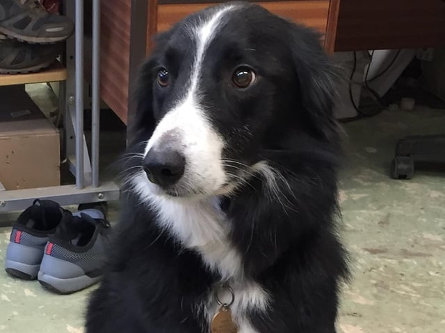 Border collie Sky, owned by Andrew O'Donnell