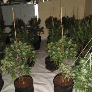 170 plants were found and dismantled at a property in Spring Gardens