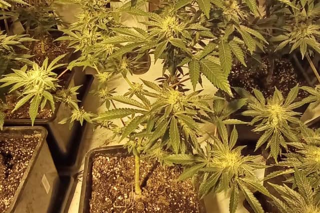 One of the plants discovered.