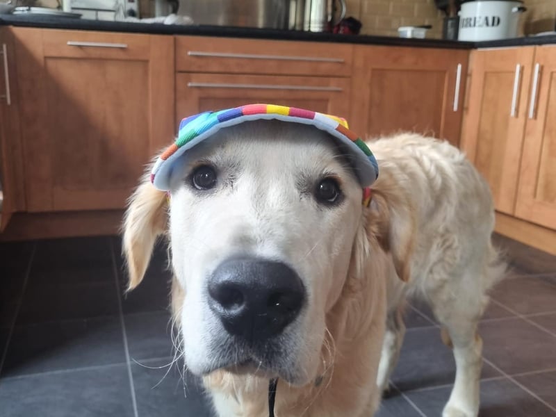 Monty is only eight month old, but he's already a big boy Hannah got Monty in lockdown and says he is such a lovely dog. They are hoping to train him to be a therapy dog when he is older. At the moment he is just having fun and living his best life.