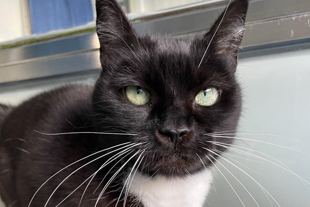 Miss Daisy is a loving cat who is best suited to a home without other pets. She likes to go outside and sometimes is out for hours, but then comes home and enjoys sitting on your lap. A calm and relaxing home would suit her the best.