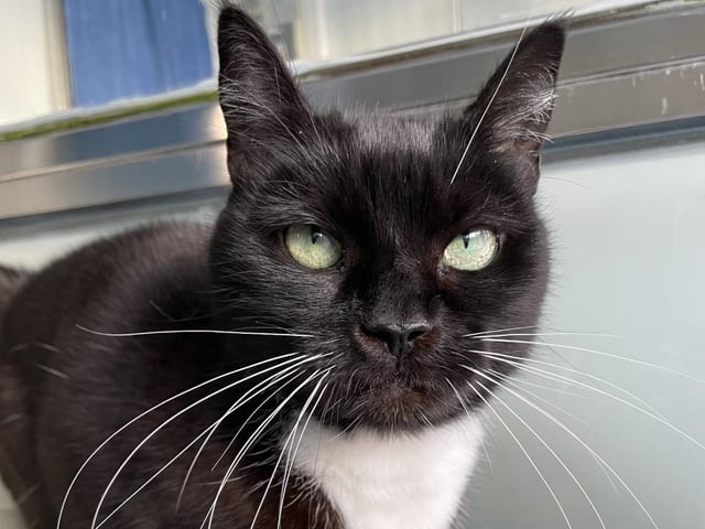Miss Daisy is a loving cat who is best suited to a home without other pets. She likes to go outside and sometimes is out for hours, but then comes home and enjoys sitting on your lap. A calm and relaxing home would suit her the best.