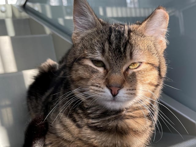 Ella was taken into the centre having been born into a feral colony, thus the ear tip. She is a quiet cat but loves a fuss and cuddle on her terms.