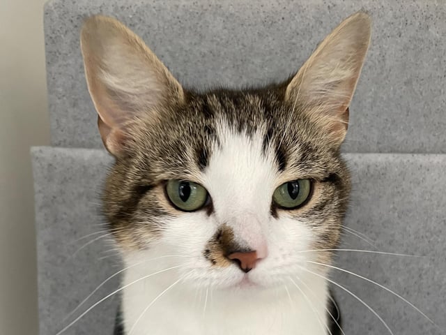 Minnie is a lovely calm cat that likes a cheeky head butt. She came into the Mansfield branch's care as her previous owner's child was allergic. Minnie is a sensitive soul that needs to stay on a dry sensitive diet as everything else causes her to have an upset tummy. If you can offer Minnie a nice quiet home, please contact the adoption centre.