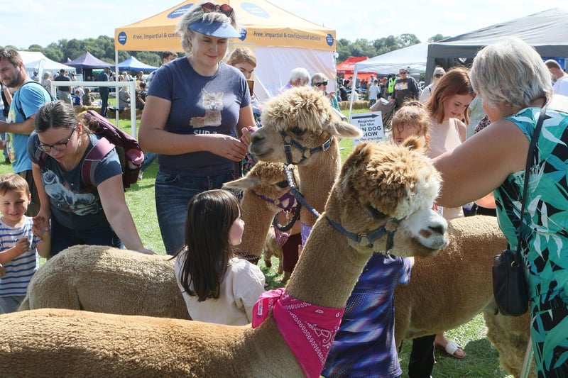 Visitors met with the Alpacas as part of the Langwith show day.