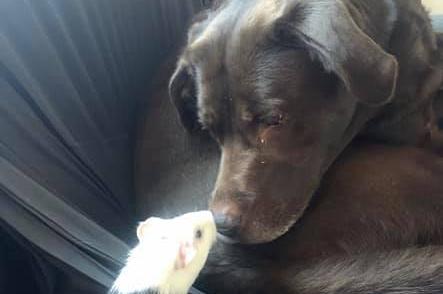 Charlie and his mate