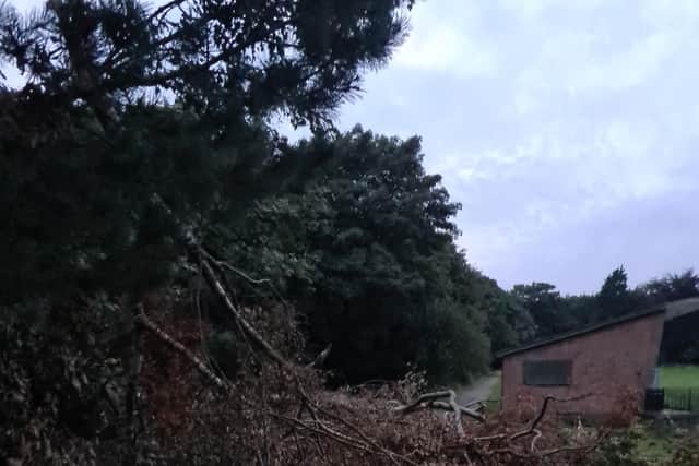 Tree fall Berry Hill Park - Picture Martin Killick