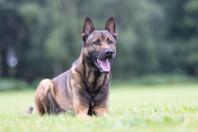 Remembering PD Rambo.