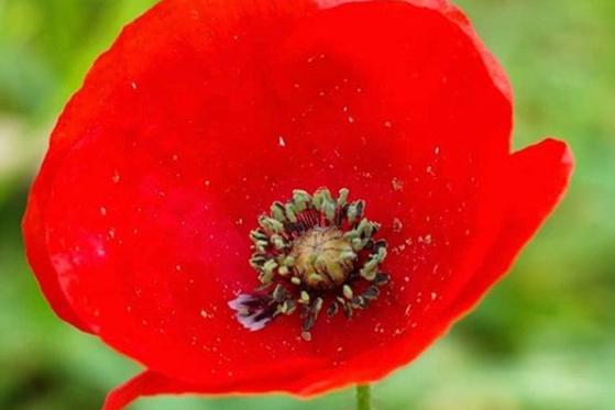 A single poppy photographed by @ianjamesstubbs shared on our page on Remembrance Sunday.