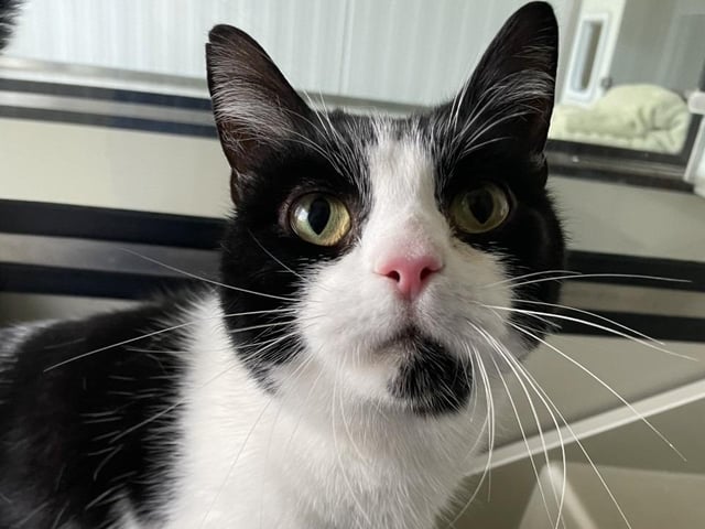 Dobby is looking for a new home where he can be the only little kitty elf. He can get a little too worried with other pets and a busy household, so if you are a nice calm human please come and say hello.