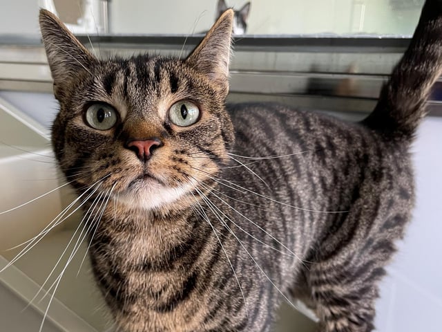Reggie is a terrific tabby who’s looking for a new home as the only cat in the household. He was shy for his first few days in the centre, but Reggie is now showing what a friendly cat he really is. Reggie has previously lived with children, so he may be happy to live in a household with children.