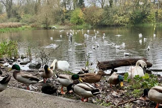 The Quarry Lane Nature Reserve, which sits close to the Gregory Quarry site, would be in line for an extension if the housing plan is approved. (PHOTO BY: Google Maps)