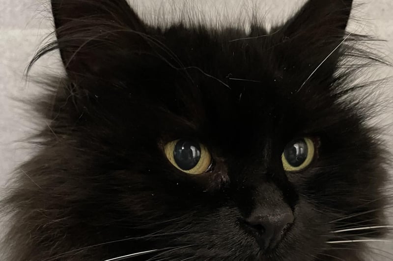 I am the fluffiest cat in the centre! I am still settling into centre life and would benefit from a quieter home as I can be a little shy at first, however I have started enjoying a fuss on my own terms. I would prefer to be the only pet in my new home.