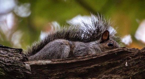 This cheeky little guy was hiding in a tree at Sandall Beat Wood - @rasphotography2020
