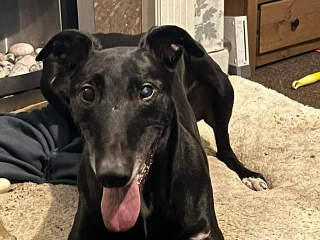Billy is from Dogs Trust. Owner Nikki said: "He's an absolute angel and done so much for me."