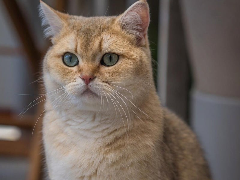 The British Shorthair is the pedigreed version of the traditional British domestic cat, with a distinctive stocky body, thick coat, and broad face.