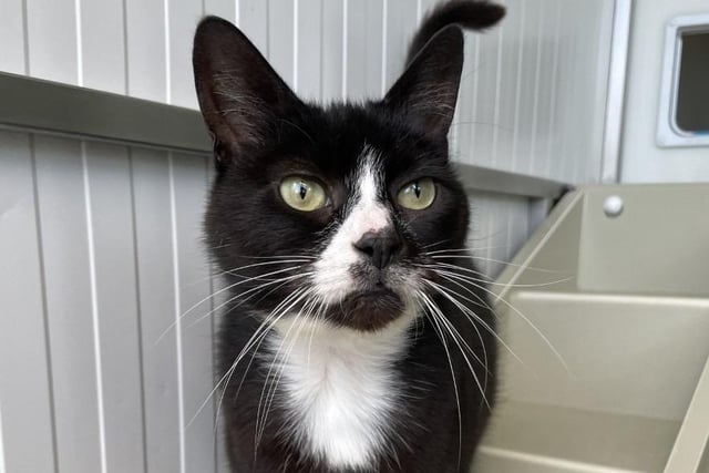 Milly is a lovely, gentle cat who can be a little shy at first but is very friendly. Little is known of her past as she was found as a long-term stray. This little lady would prefer a quieter home where she can curl up and relax.