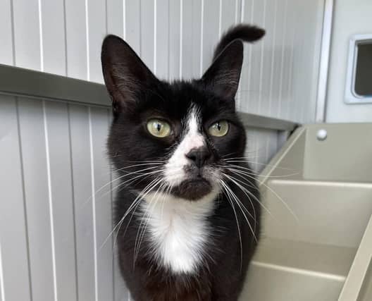 Milly is a lovely, gentle cat who can be a little shy at first but is very friendly. Little is known of her past as she was found as a long-term stray. This little lady would prefer a quieter home where she can curl up and relax.