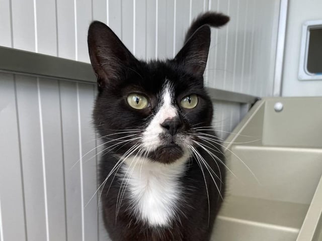 Milly is a lovely, gentle cat who can be a little shy at first but is very friendly. Little is known of her past as she was found as a long-term stray. This little lady would prefer a quieter home where she can curl up and relax.