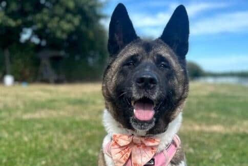 Mabel is looking for a forever home.