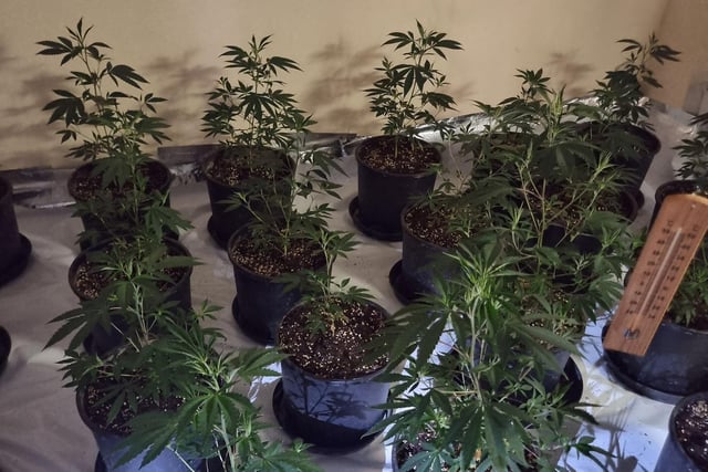 Cannabis plants of varying sizes were discovered.
