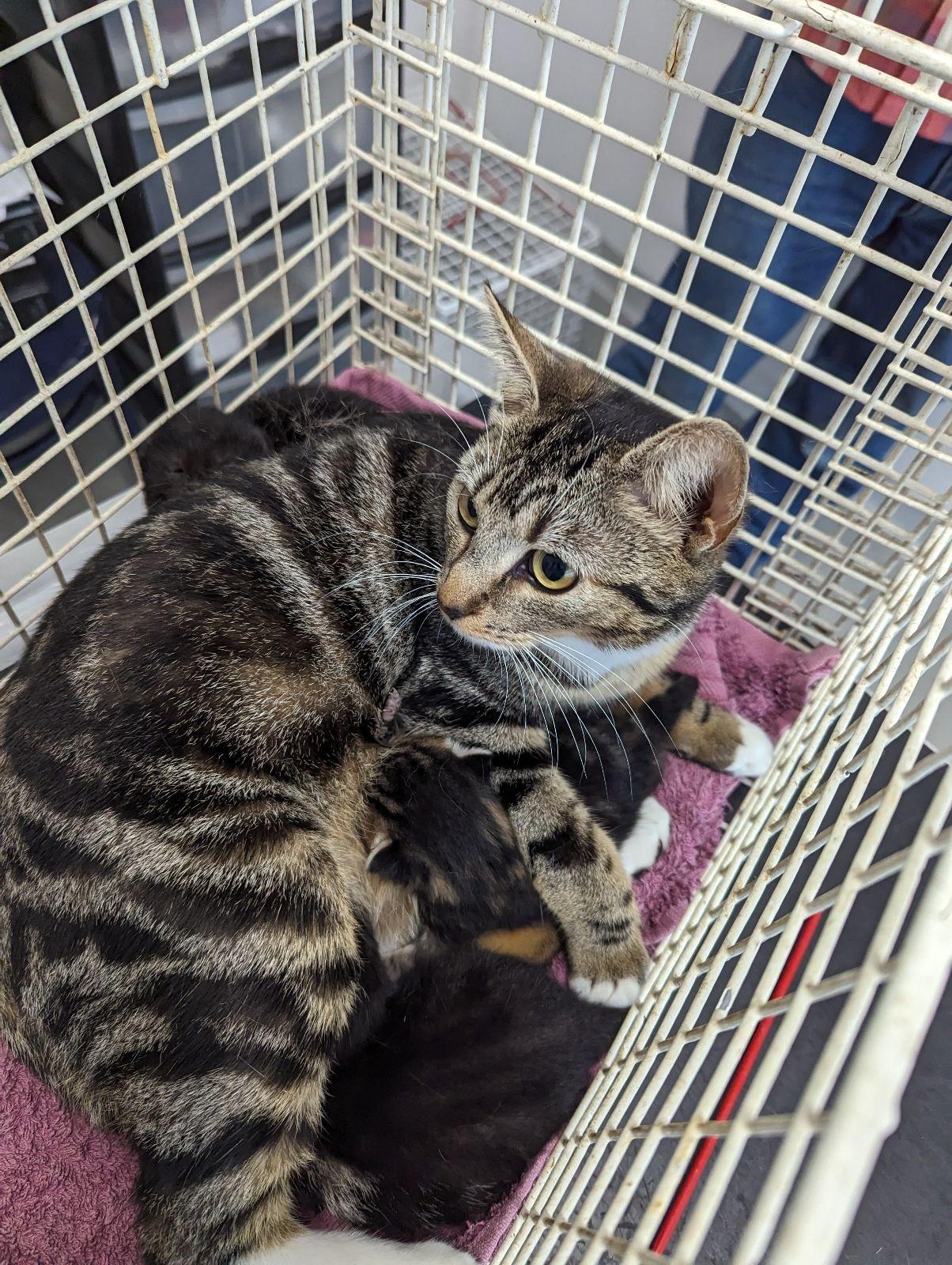 Animal shelter hot sale found cats