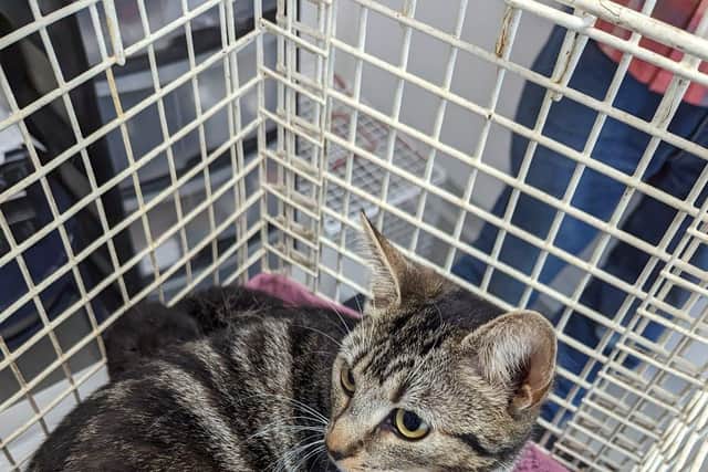 The mother and kittens were taped up in a crisp box and dumped on the outskirts of Worksop