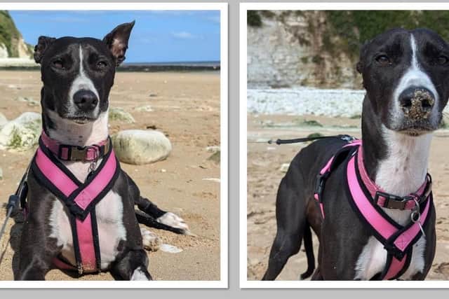 New lease of life for Luna. Photo shared by Mansfield Vets4Pets.