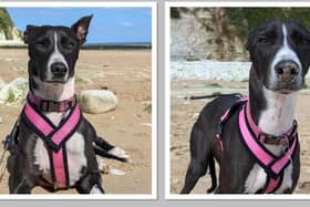 New lease of life for Luna. Photo shared by Mansfield Vets4Pets.