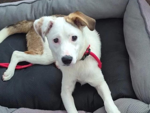 Fleur is a seven-month-old female medium mix breed. She enjoys the company of both dogs and cats and can live with children aged eight and older. After spending some time in a foster home, Fleur is now ready to begin her own adventure. Her fostering experience has provided her with a great start, allowing her to learn how to be a loving member of a family. She gets along wonderfully with the family dog, making her an ideal companion for anyone looking to expand their pet family. Additionally, Fleur has been living with young children and would make an excellent family pet.