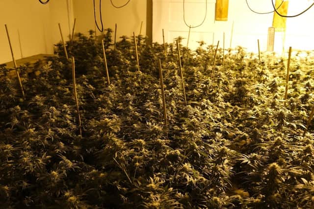 Cannabis plants were seized and a man arrested following a police raid in Hucknall