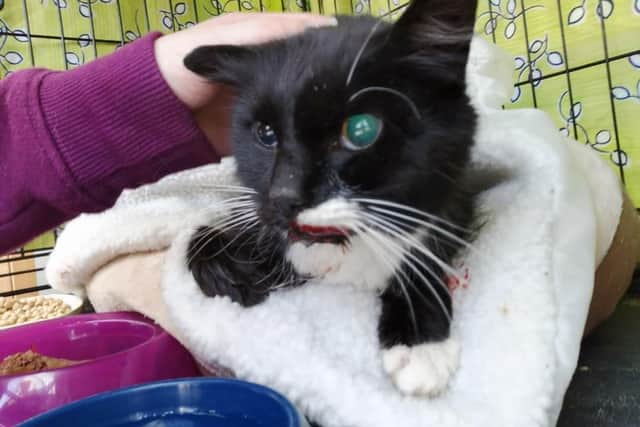 Wilf, the cat who was victim of cruelty - Picture Claire Tideswell