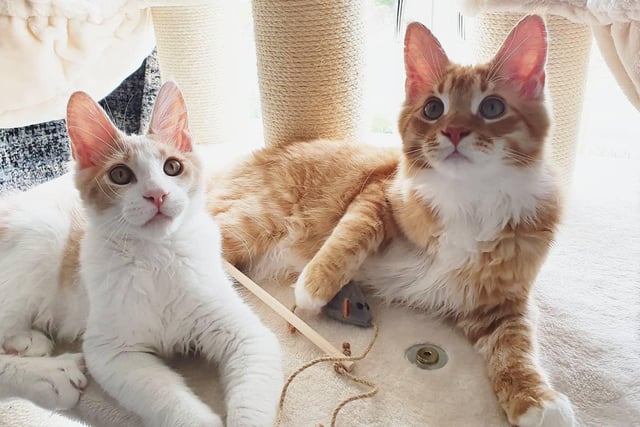 Simba and Gizmo the Maine Coon cats