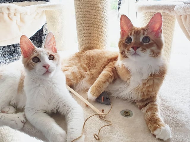 Simba and Gizmo the Maine Coon cats