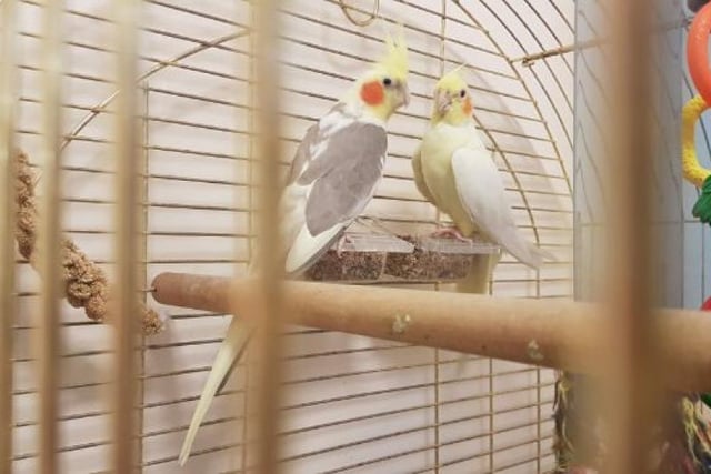 Currently in the Highlands and Island re-homing centre, this pair are looking for a specific new home as they are aviary birds and are not suitable for indoor cages. They are also not used to much human interaction.