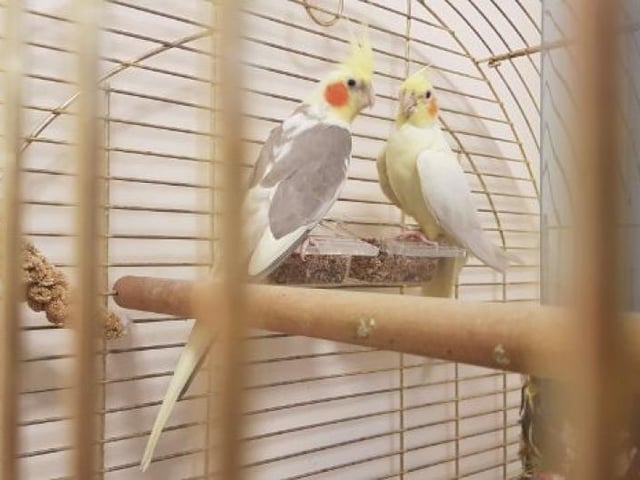 Currently in the Highlands and Island re-homing centre, this pair are looking for a specific new home as they are aviary birds and are not suitable for indoor cages. They are also not used to much human interaction.