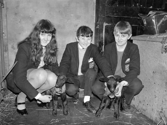 Ashfield School pupils meeting newborn lambs in 1970.