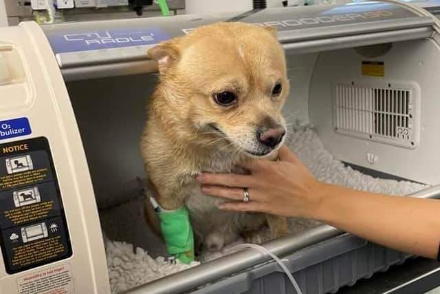 Buddy was found unconscious behind a sofa.