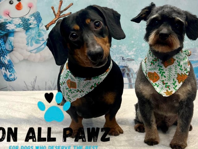 Check out this fun festive selection of Christmas ready pups. Including these two Christmas cuties striking a pose
