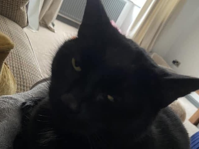 Here is Nemo, rescued about four years ago from Cats Protection. He likes his life of luxury now.