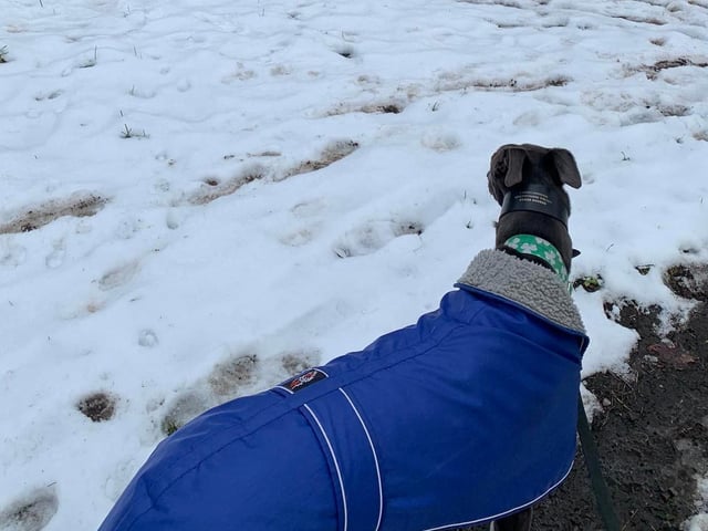 Ron the greyhound, keeping warm in his winter coat in 2023.