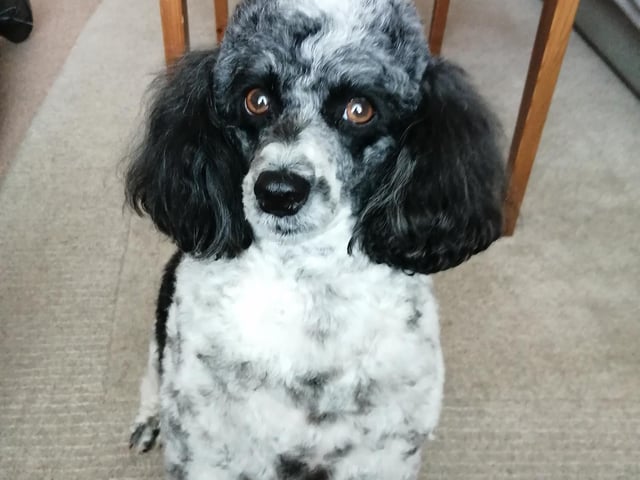 Willow, sent in by human Nancy Peterson
