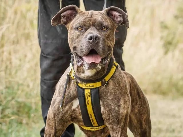 Ziah is a special lady with a massive zest for life and an absolute love for people! Because she doesn't always realize her own size and strength, she can be quite boisterous, so she is looking for a home where everyone is secondary school-aged or older, along with owners who are dedicated to continuing her training so she can truly flourish. She's superb in the car, loves her walks where she could potentially make some walking friends, and is deeply affectionate once you get to know her. Ziah will need to be the only pet in the home, but whoever adopts her is going to be exceptionally lucky!