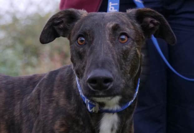 Could you rehome handsome Rocky?